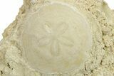 Three Fossil Sand Dollars (Scutella) - France #264722-1